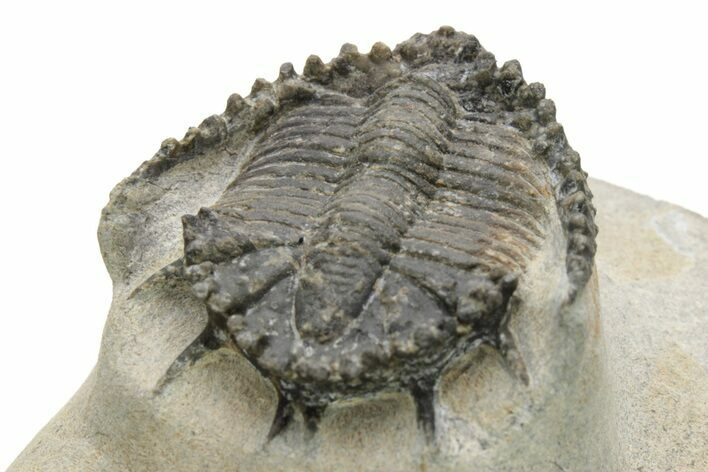 Bargain, Akantharges Trilobite - Tinejdad, Morocco #225847